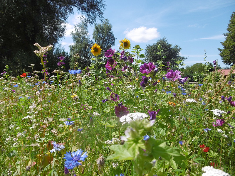 Bienenweide im Sommer 2017